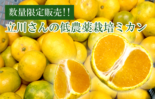 静岡産 立川さんの低農薬栽培 訳ありミカン